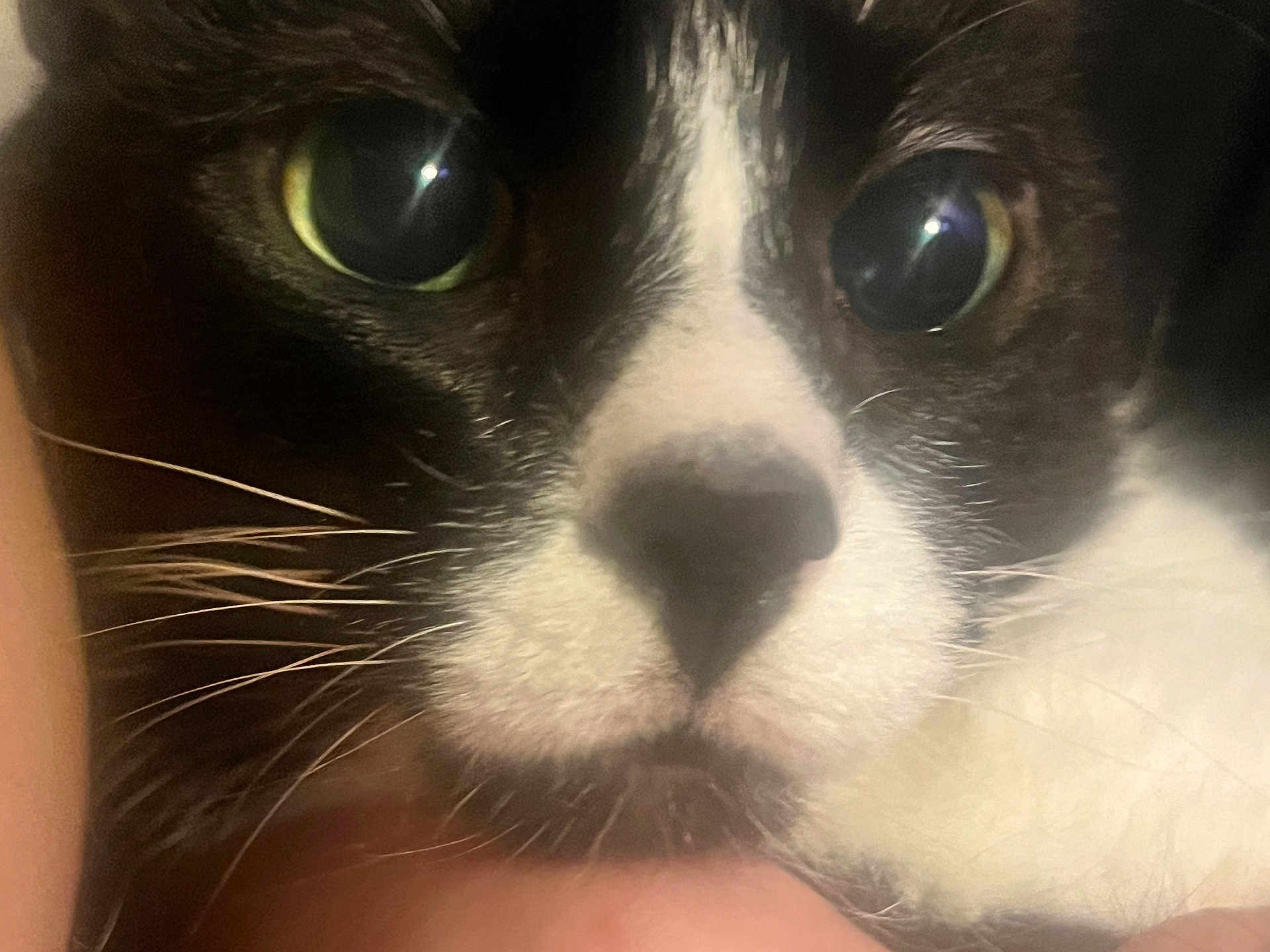 Mittens is registered to the contest to win money with this photo: cat, close_up, black_and_white, whiskers, eyes, face, pet, animal, feline, fur, nose, portrait, cute, indoor, macro, soft_light, curious, domestic_animal, muzzle, focus