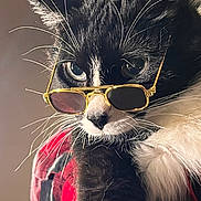 Mittens joined the competition — help win amazing prizes! cat, tuxedo_cat, sunglasses, red_jacket, whiskers, pet, animal, closeup, portrait, feline, cute, fashion, accessory, black_and_white, fluffy, indoor, attitude, stylish, eyes, fur