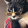 cat, tuxedo_cat, sunglasses, red_jacket, whiskers, pet, animal, closeup, portrait, feline, cute, fashion, accessory, black_and_white, fluffy, indoor, attitude, stylish, eyes, fur