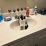 Sassy Sue is registered to the contest to win money with this photo: kitten, cat, sink, bathroom, toiletries, soap, faucet, countertop, cabinet, figurines, stitch, white, black, clean, curious, small, decor, pet, indoor, cute