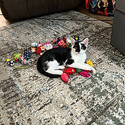 Sassy Sue joined the competition — help win amazing prizes! kitten, cat, black_and_white, toy, rug, indoor, pet, playful, curious, animal, floor, cozy, living_room, colorful, small, cute, feline, resting, domestic, young