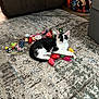 kitten, cat, black_and_white, toy, rug, indoor, pet, playful, curious, animal, floor, cozy, living_room, colorful, small, cute, feline, resting, domestic, young