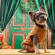 Chanel participe au concours pour gagner de l'argent avec cette photo : adorable, animal, brown_sweater, christmas, christmas_tree, cute, decorations, dog, festive, green_curtains, holiday, holiday_decor, indoor, nutcracker, pet, portrait, puppy, seasonal, sitting, wooden_surface