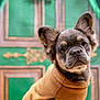 Chanel a rejoint le concours — aidez-le/la à gagner de superbes lots ! adorable, animal, brown_sweater, closeup, cute, decorative, dog, ears, expression, face, fur, green_background, indoor, looking_at_camera, pet, portrait, puppy, soft_texture, warm_clothing, young_dog