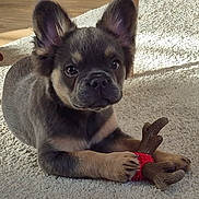 Chanel a rejoint le concours — aidez-le/la à gagner de superbes lots ! puppy, dog, toy, carpet, antler, cute, pet, animal, indoor, brown, black, small, playful, young, ears, paws, fur, looking, resting, adorable