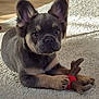 puppy, dog, toy, carpet, antler, cute, pet, animal, indoor, brown, black, small, playful, young, ears, paws, fur, looking, resting, adorable