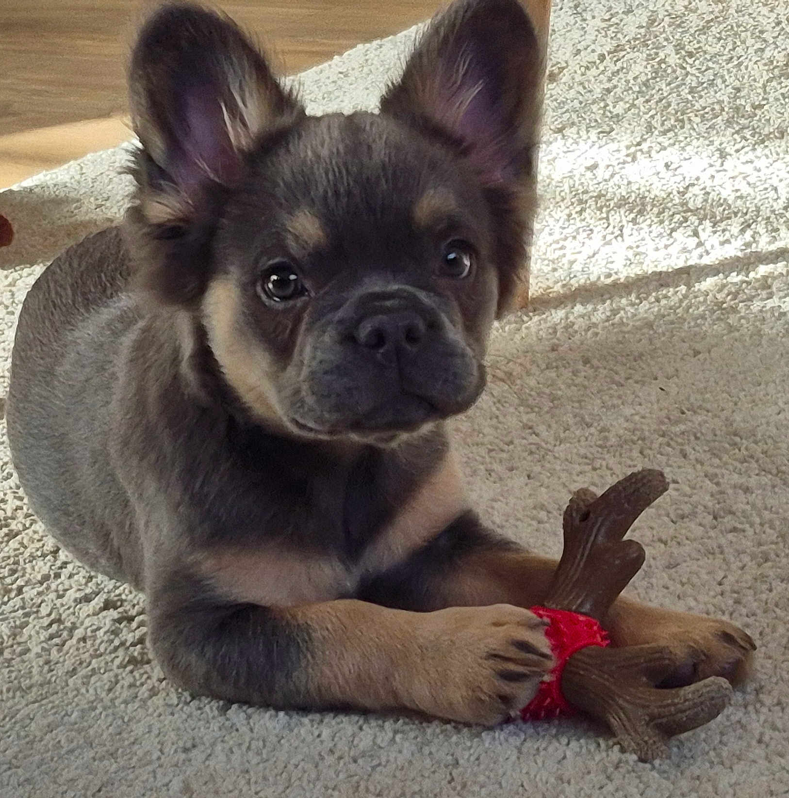 Chanel a rejoint le concours — aidez-le/la à gagner de superbes lots ! puppy, dog, toy, carpet, antler, cute, pet, animal, indoor, brown, black, small, playful, young, ears, paws, fur, looking, resting, adorable