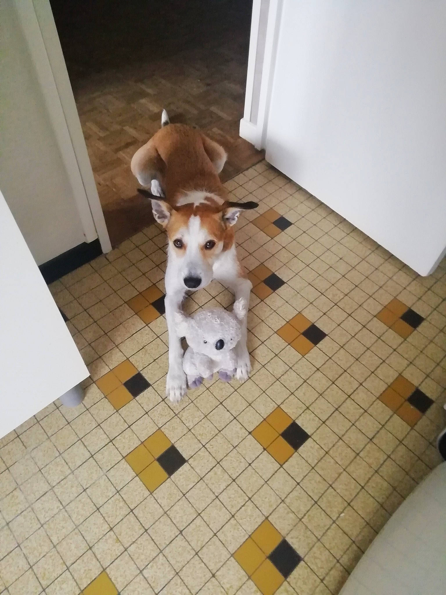 Loustic a rejoint le concours — aidez-le/la à gagner de superbes lots ! canidae, carnivore, companion_dog, dog, dog_breed, dog_clothes, dog_supply, fawn, floor, flooring, hardwood, room, snout, sporting_group, tail, terrier, tile, tile_flooring, wood, working_animal