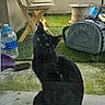 Fluffy a rejoint le concours — aidez-le/la à gagner de superbes lots ! animal, black_cat, cat, chair, cloudy, concrete, curious, daytime, feline, fence, glass_door, grass, outdoor, pet, pet_carrier, reflection, sitting, sky, water_bottle, window