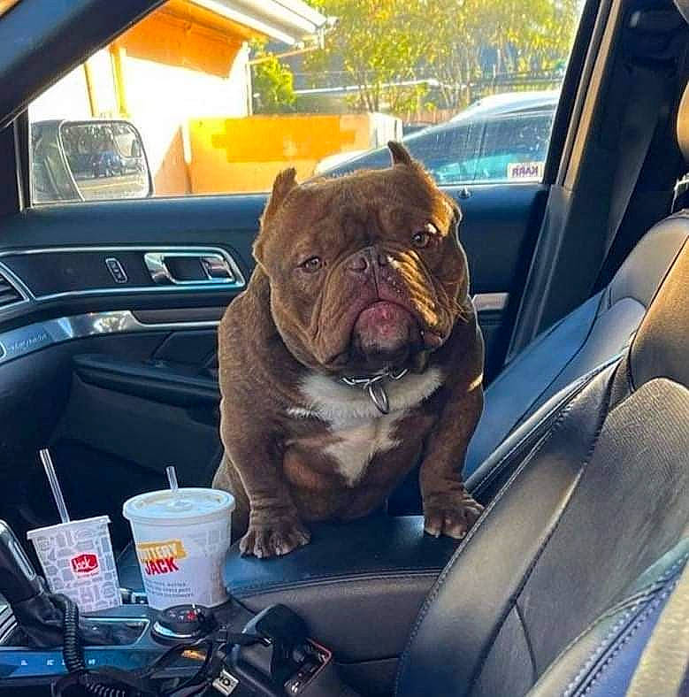 Face is registered to the contest to win money with this photo: auto_part, automotive_design, automotive_exterior, automotive_lighting, automotive_mirror, bulldog, car, carnivore, companion_dog, dog, dog_breed, fawn, motor_vehicle, personal_luxury_car, pug, snout, sporting_group, vehicle, vehicle_door, window