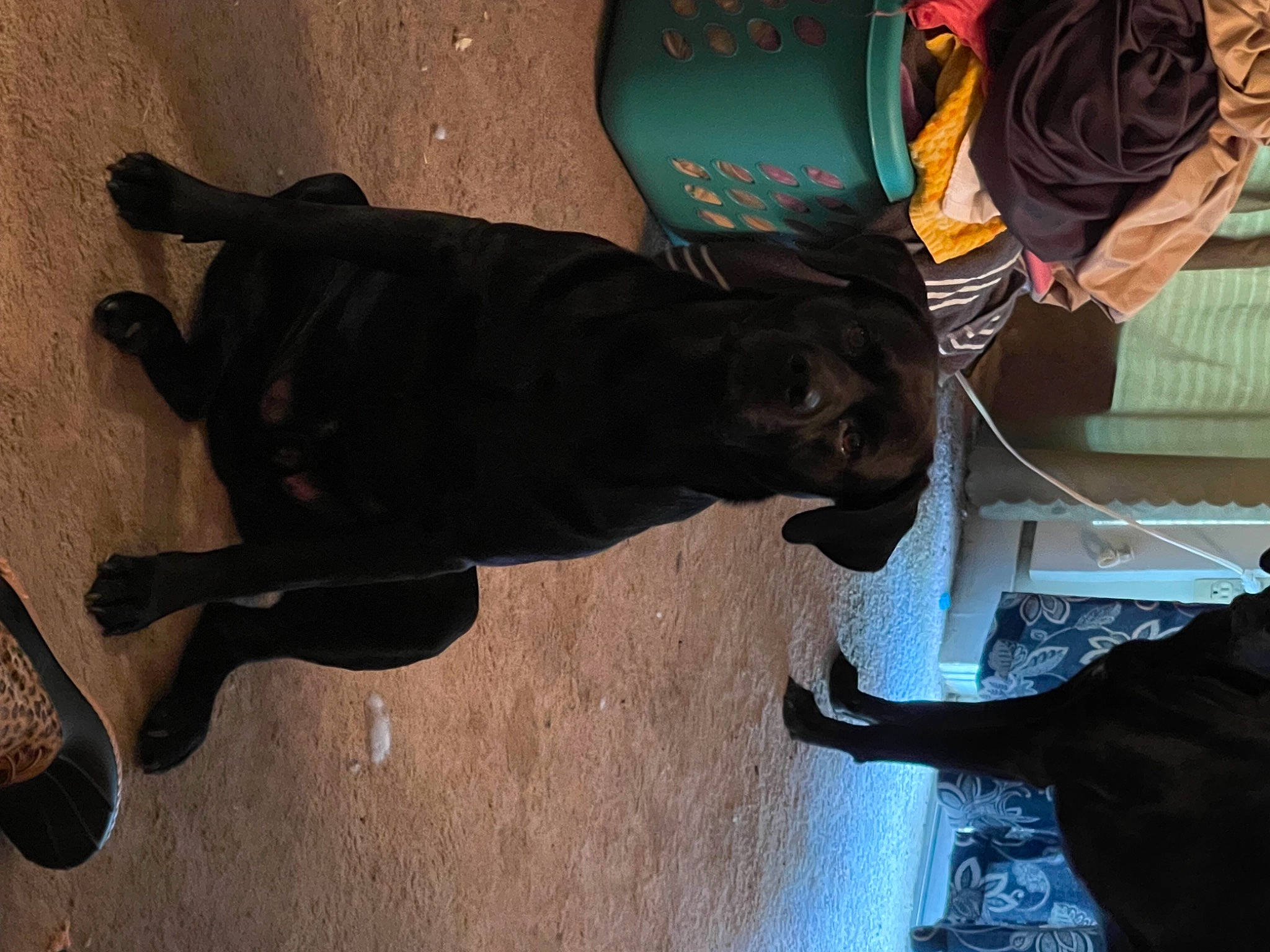 Tucker is registered to the contest to win money with this photo: black, brown, canidae, carnivore, comfort, companion_dog, dog, dog_breed, fawn, fur, guard_dog, leash, non_sporting_group, pet_supply, shadow, snout, sporting_group, tail, tints_and_shades, working_animal