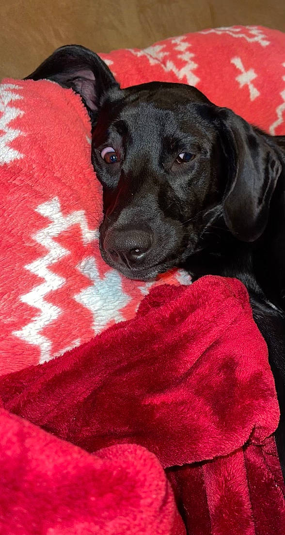 Avery joined the competition — help win amazing prizes! carnivore, collar, comfort, companion_dog, dog, dog_breed, dog_collar, dog_supply, fawn, linens, magenta, pattern, pet_supply, pink, red, sleeve, snout, sporting_group, whiskers, working_animal