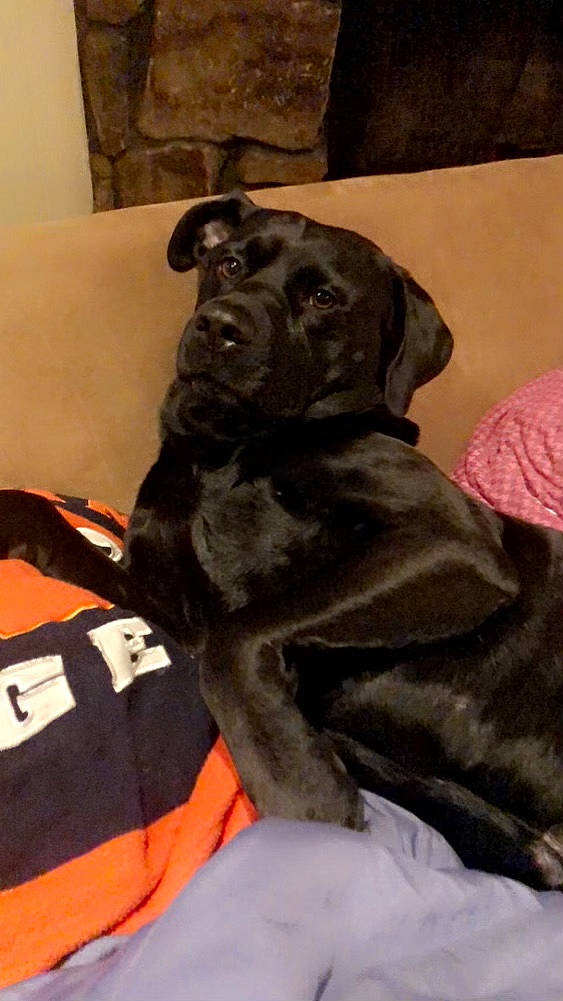 Avery is registered to the contest to win money with this photo: borador, canidae, carnivore, collar, comfort, companion_dog, dog, dog_breed, dog_collar, dog_supply, fawn, fur, grey, guard_dog, gun_dog, liver, personal_protective_equipment, snout, sporting_group, working_animal