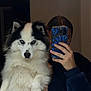 dog, husky, blue_eyes, fluffy, pet, person, mirror, smartphone, phone_case, hand, indoor, portrait, black_and_white_fur, cozy_clothing, reflection, nail_polish, ring, cute, animal, companion