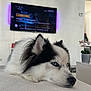dog, husky, blue_eyes, lying_down, indoor, white_surface, fluffy, black_and_white, pet, relaxed, television, plant, potted_plant, living_room, soft_light, fur, snout, ears, close_up, domestic_animal