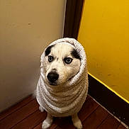 Usko participe au concours pour gagner de l'argent avec cette photo : dog, husky, towel, pet, indoor, floor, wooden_floor, yellow_wall, wrapped, cute, animal, fur, portrait, looking_up, expression, snug, cozy, domestic, companion, waiting