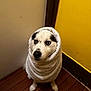 dog, husky, towel, pet, indoor, floor, wooden_floor, yellow_wall, wrapped, cute, animal, fur, portrait, looking_up, expression, snug, cozy, domestic, companion, waiting