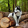 dog, husky, forest, tree, log, wood, nature, outdoor, animal, canine, leash, fur, pet, tongue_out, greenery, bark, stacked_logs, tree_trunk, daylight, standing