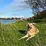 dog, grass, outdoor, nature, water, sky, clouds, tree, animal, pet, collar, relaxing, sunlight, landscape, field, summer, greenery, canine, peaceful, daytime
