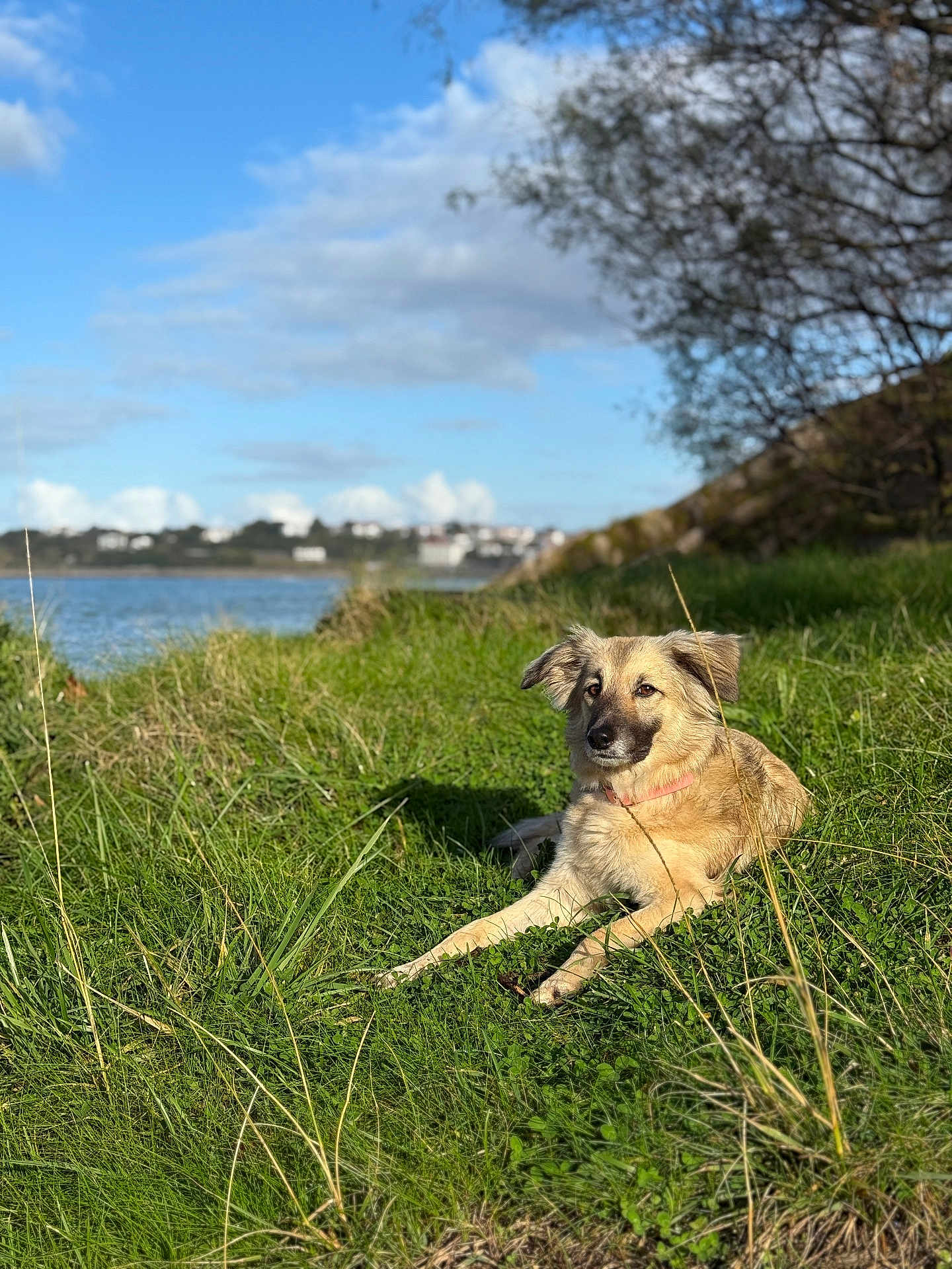June participe au concours pour gagner de l'argent avec cette photo : dog, grass, outdoor, nature, water, sky, clouds, tree, animal, pet, collar, relaxing, sunlight, landscape, field, summer, greenery, canine, peaceful, daytime