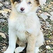 Vogue a rejoint le concours — aidez-le/la à gagner de superbes lots ! accessories, animal, canine, collie, dog, eskimodog, face, goldenretriever, grass, head, husky, pebble, person, pet, photography, portrait, puppy, rock, soil, strap