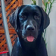 Tiago participe au concours pour gagner de l'argent avec cette photo : animal, black_dog, companion, cute, dog, domestic_animal, door, floor, furniture, home, houseplant, indoor, labrador, pet, plant, portrait, sitting, tongue_out, vacuum_cleaner, wooden_cabinet