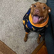 T-Rex joined the competition — help win amazing prizes! animal, brown_dog, canine, carpet, clothing, couch, cozy, cute, dog, domestic, floor, happy, indoor, looking_up, pet, smiling, space_theme, sweater, tongue_out, wooden_floor