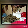 cat, tabby, green_eyes, indoor, blanket, red, lamp, wall_art, furniture, resting, pet, animal, cozy, portrait, domestic, feline, relaxed, home, cute, calm