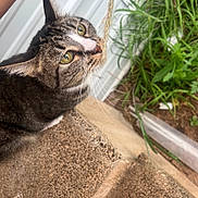 Morgana joined the competition — help win amazing prizes! animal, cat, close_up, concrete, curious, daylight, feline, grass, greenery, nature, outdoor, pet, plant, side_view, sniffing, tabby_cat, texture, wall, whiskers, yellow_eyes
