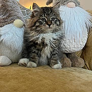 Jackie joined the competition — help win amazing prizes! kitten, cat, plush_toys, gnomes, couch, lamp, indoor, furniture, fur, whiskers, cute, pet, animal, cozy, soft_lighting, decor, sitting, mustard_color, curious, fluffy