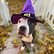 Dog joined the competition — help win amazing prizes! dog, pet, animal, canine, costume, hat, purple, witch_hat, outdoor, autumn, fall_leaves, deck, wood, cute, portrait, looking_up, black_and_white, close_up, seasonal, holiday