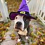 dog, pet, animal, canine, costume, hat, purple, witch_hat, outdoor, autumn, fall_leaves, deck, wood, cute, portrait, looking_up, black_and_white, close_up, seasonal, holiday