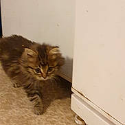 Kyara a rejoint le concours — aidez-le/la à gagner de superbes lots ! kitten, cat, indoor, carpet, floor, cabinet, curious, small, furry, pet, animal, brown, striped, cute, young, walking, home, feline, soft, corner