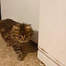 kitten, cat, indoor, carpet, floor, cabinet, curious, small, furry, pet, animal, brown, striped, cute, young, walking, home, feline, soft, corner