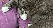 Atlas is registered to the contest to win money with this photo: cat, person, sleeping, close_up, purple_shirt, gray_cat, white_paws, snuggling, cozy, indoor, relaxed, fur, pet, human, bed, tattoo, comfort, resting, whiskers, chest