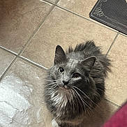 Atlas joined the competition — help win amazing prizes! cat, gray_cat, white_paws, long_hair, whiskers, yellow_eyes, looking_up, floor_tiles, indoor, pet, feline, curious, soft_fur, home, mat, domestic_animal, animal, cute, fluffy, sitting