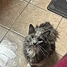 cat, gray_cat, white_paws, long_hair, whiskers, yellow_eyes, looking_up, floor_tiles, indoor, pet, feline, curious, soft_fur, home, mat, domestic_animal, animal, cute, fluffy, sitting