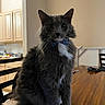 Atlas joined the competition — help win amazing prizes! cat, gray_cat, white_paws, bow_tie, pet, indoor, wooden_table, kitchen, furniture, curious, sitting, close_up, furry, animal, domestic_cat, table, chair, polka_dot, cute, portrait