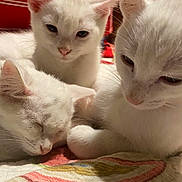 Triple Transparents joined the competition — help win amazing prizes! cat, kitten, white_cat, sleeping, cute, pet, animal, feline, fur, close_up, indoor, resting, cuddle, young_animal, domestic_animal, soft, quiet, cozy, bedspread, three_kittens