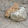 cat, orange_tabby, rock, outdoor, dirt, animal, feline, pet, resting, nature, wildlife, ground, earth, mammal, whiskers, ears, paws, fur, alert, curious