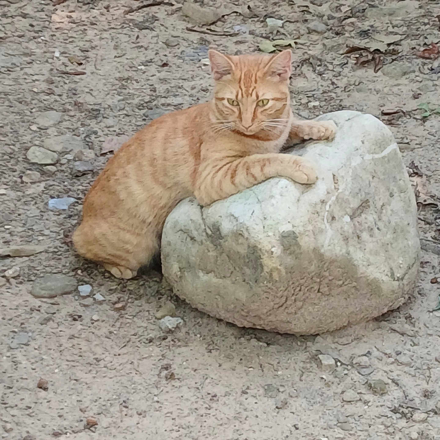 Tommy Two Takes joined the competition — help win amazing prizes! alert, animal, cat, curious, dirt, ears, earth, feline, fur, ground, mammal, nature, orange_tabby, outdoor, paws, pet, resting, rock, whiskers, wildlife