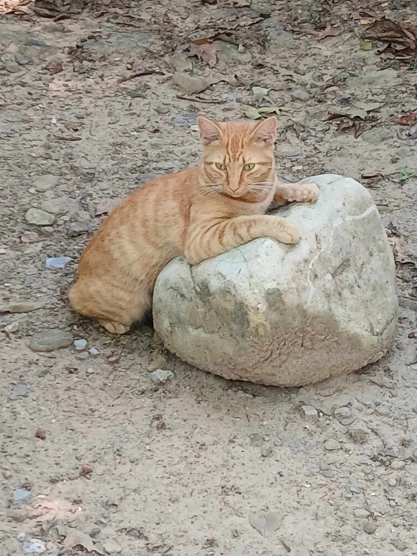 Tommy Two Takes joined the competition — help win amazing prizes! cat, orange_tabby, rock, outdoor, dirt, animal, feline, pet, resting, nature, wildlife, ground, earth, mammal, whiskers, ears, paws, fur, alert, curious