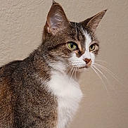 Gurlkat joined the competition — help win amazing prizes! alert, animal, cat, closeup, cute, domestic_cat, ears, expression, face, feline, fur, green_eyes, indoor, mammal, pet, portrait, side_view, tabby, texture, whiskers