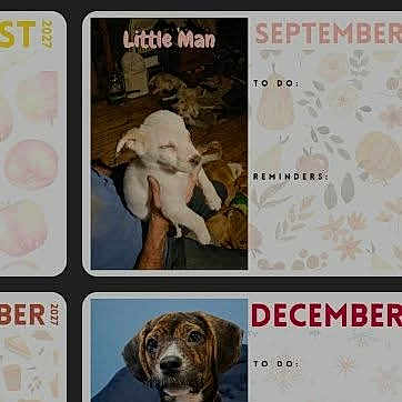 Little Man
