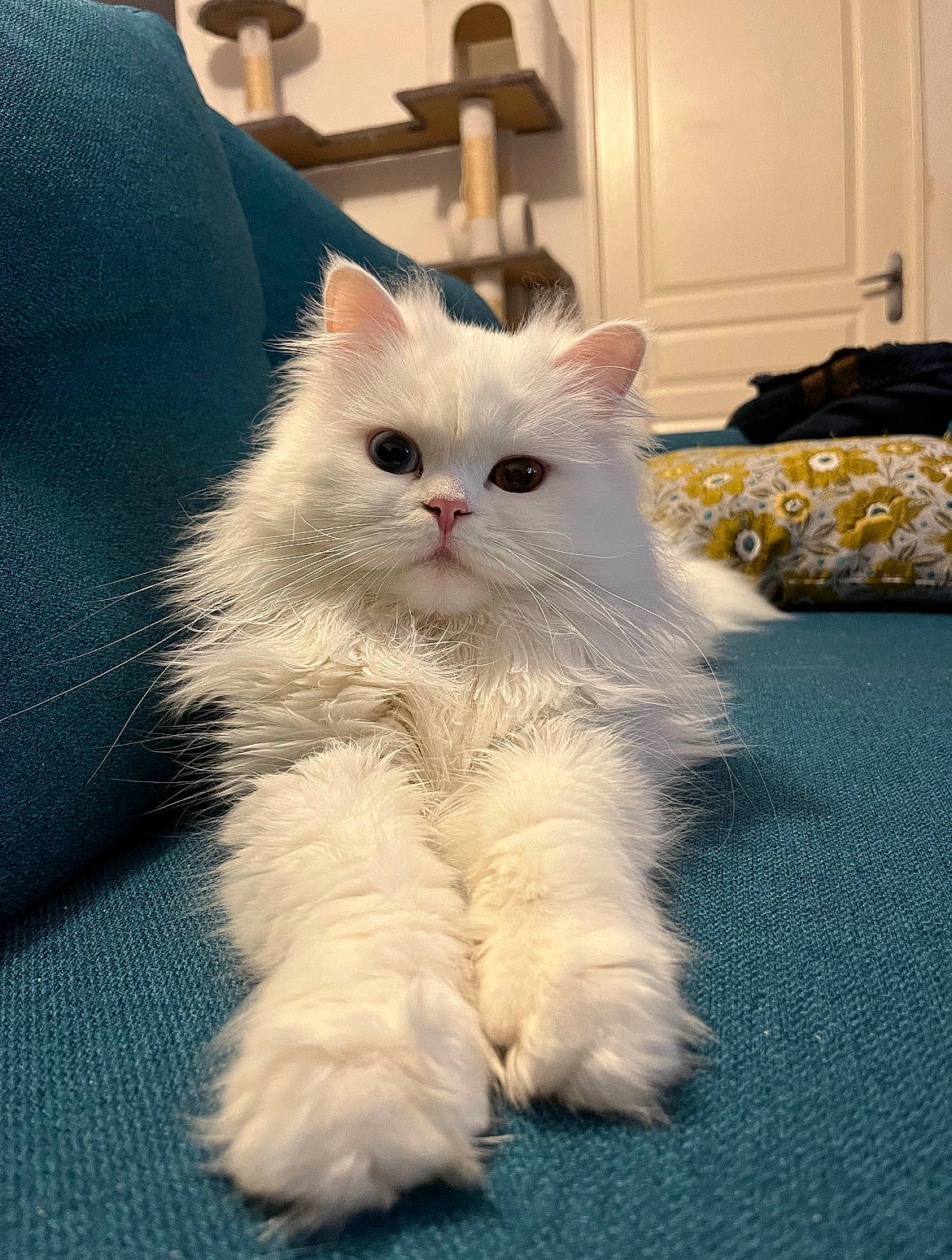 Syrius a rejoint le concours — aidez-le/la à gagner de superbes lots ! carnivore, cat, claw, comfort, domestic_short_haired_cat, eye, fawn, felidae, flooring, fur, luggage_and_bags, paw, small_to_medium_sized_cats, snout, tail, whiskers