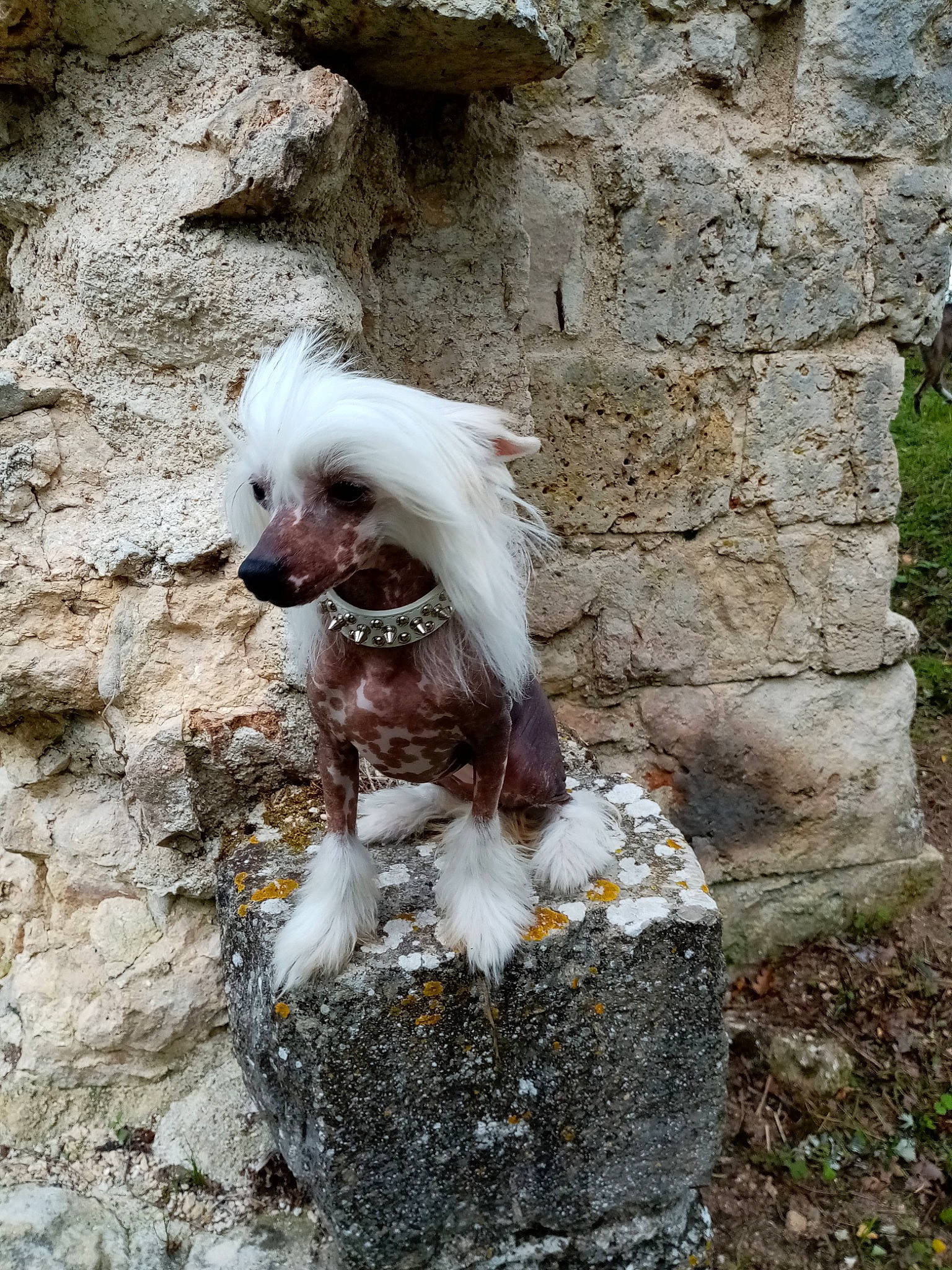 Passoa Cola participe au concours pour gagner de l'argent avec cette photo : canidae, carnivore, chinese_crested_dog, companion_dog, dog, dog_breed, havanese, mammal, non_sporting_group, toy_dog, vertebrate