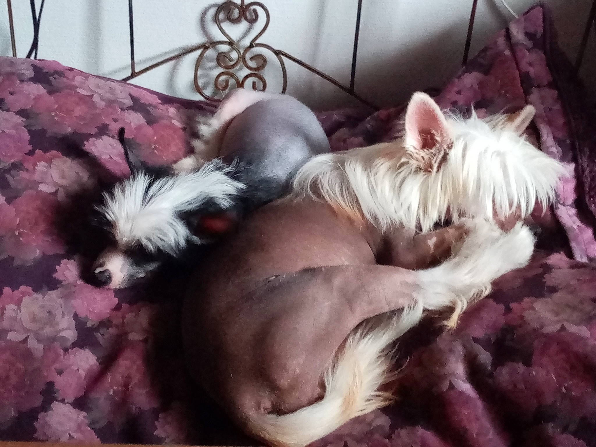 Pac-man participe au concours pour gagner de l'argent avec cette photo : biewer_terrier, canidae, carnivore, chinese_crested_dog, chinese_imperial_dog, companion_dog, dog, dog_breed, lowchen, mammal, morkie, puppy, puppy_love, shih_tzu, small_terrier, terrier, tibetan_terrier, toy_dog, west_highland_white_terrier, yorkshire_terrier