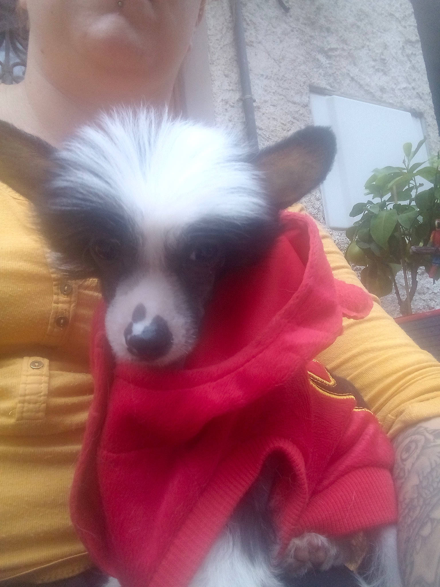 Pac-man a rejoint le concours — aidez-le/la à gagner de superbes lots ! canidae, carnivore, chinese_crested_dog, companion_dog, dog, dog_breed, dog_clothes, mammal, papillon, phalene, snout, toy_dog, vertebrate