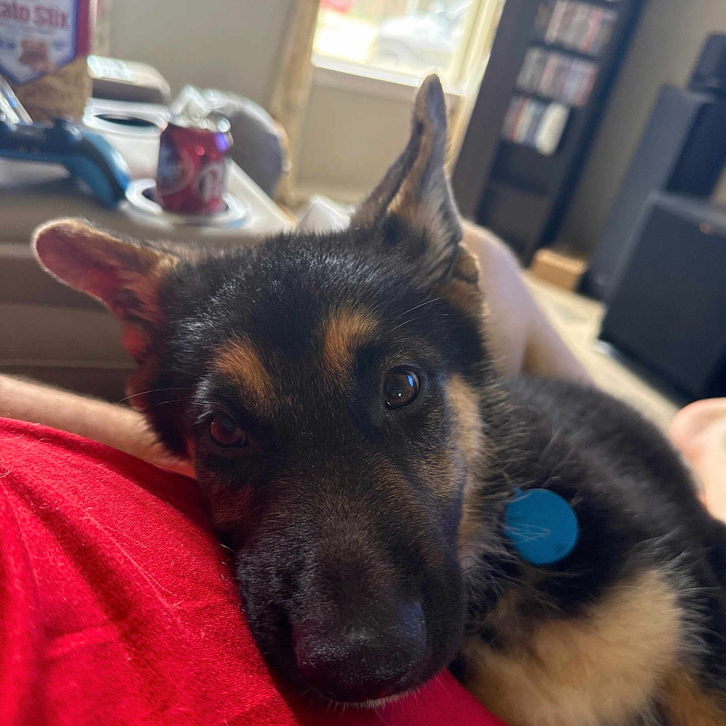 Max joined the competition — help win amazing prizes! blue_tag, can, close_up, collar, couch, dog, dvd, ears, fur, german_shepherd, indoor, living_room, person, puppy, red_shirt, resting, shelf, sitting, table, window