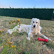 Twix a rejoint le concours — aidez-le/la à gagner de superbes lots ! dog, golden_retriever, grass, wildflowers, toy, red_toy, outdoor, sky, blue_sky, hedge, nature, pet, animal, lying_down, fur, field, summer, greenery, playful, cute